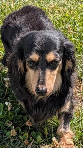 Enlarge Skylar in TN, a ADOPTABLE Dachshund (Long Haired) in Alcoa, TN image 2/6
