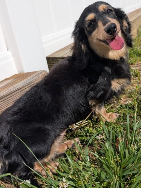 Enlarge Skylar in TN, a ADOPTABLE Dachshund (Long Haired) in Alcoa, TN image 4/6