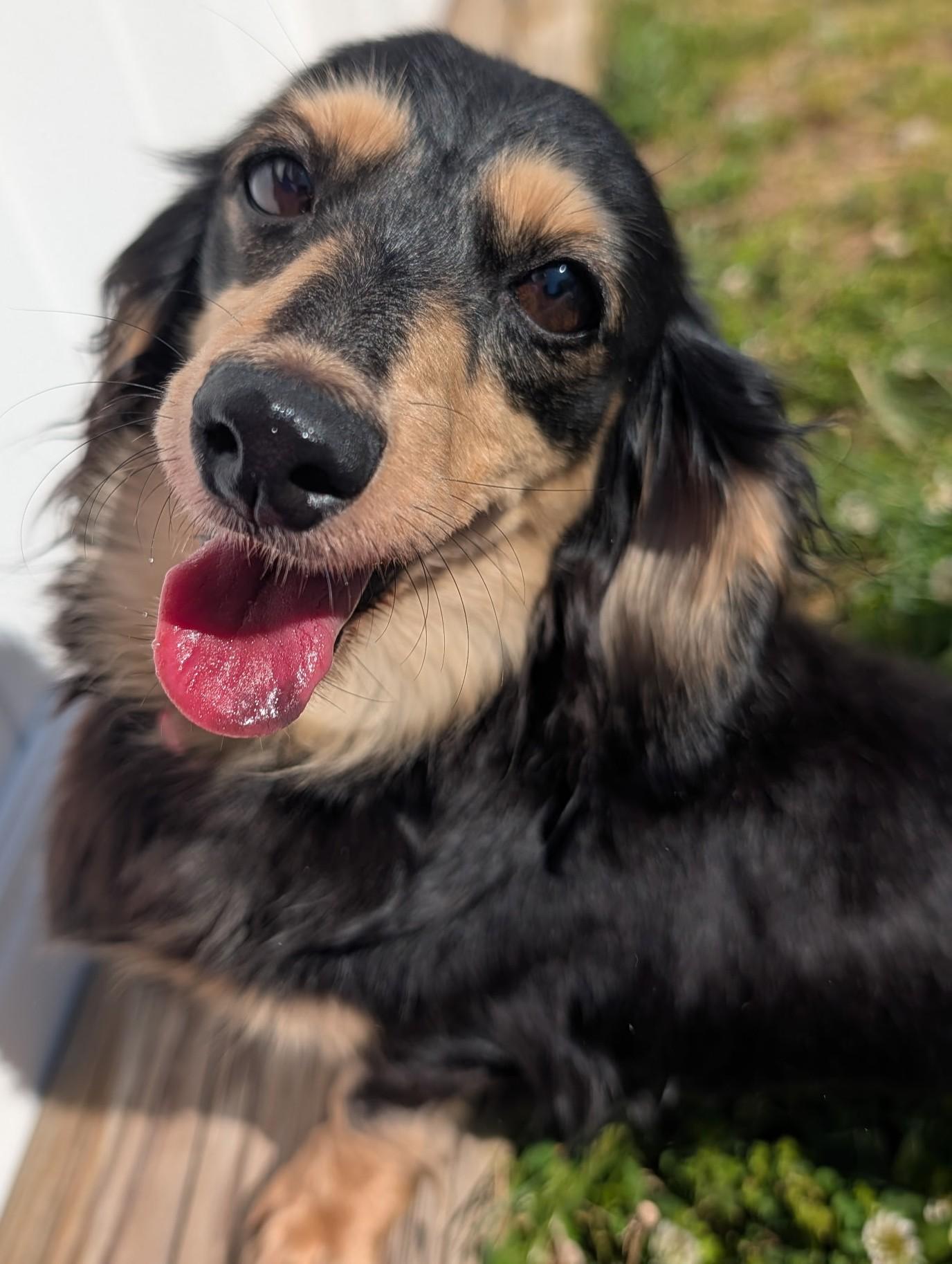Skylar in TN, ADOPTABLE, Adult Female Dachshund (Long Haired).