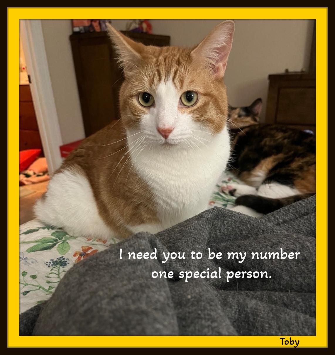 Toby - Warning - Petting may cause excessive cuddling & purring 3