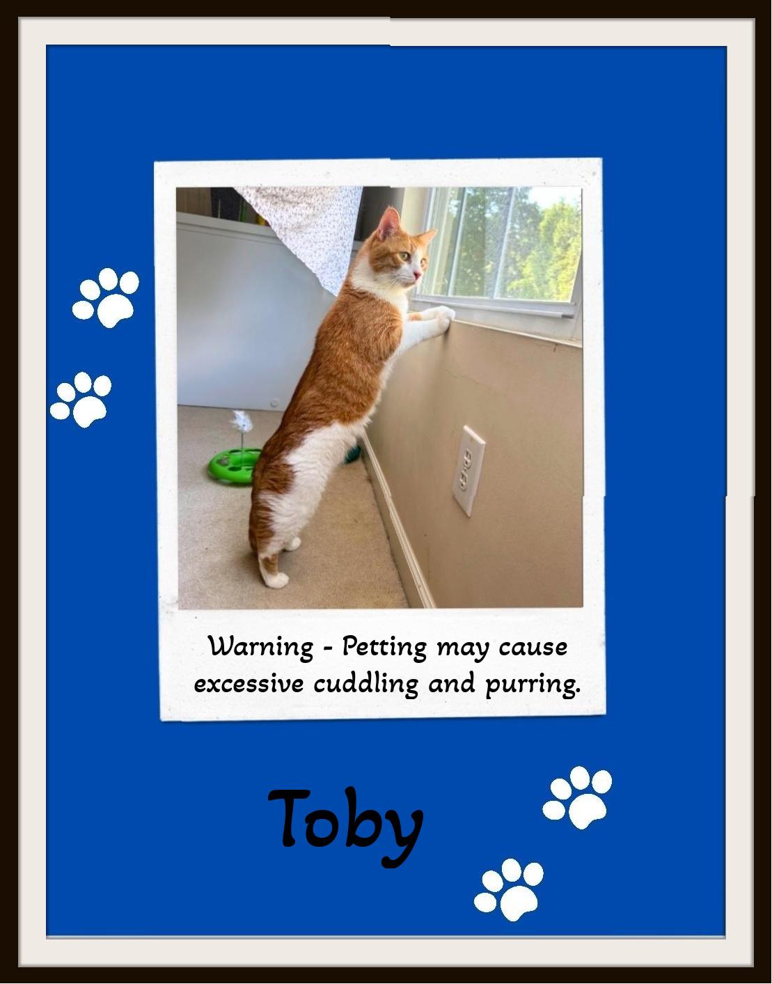 Toby - Warning - Petting may cause excessive cuddling & purring