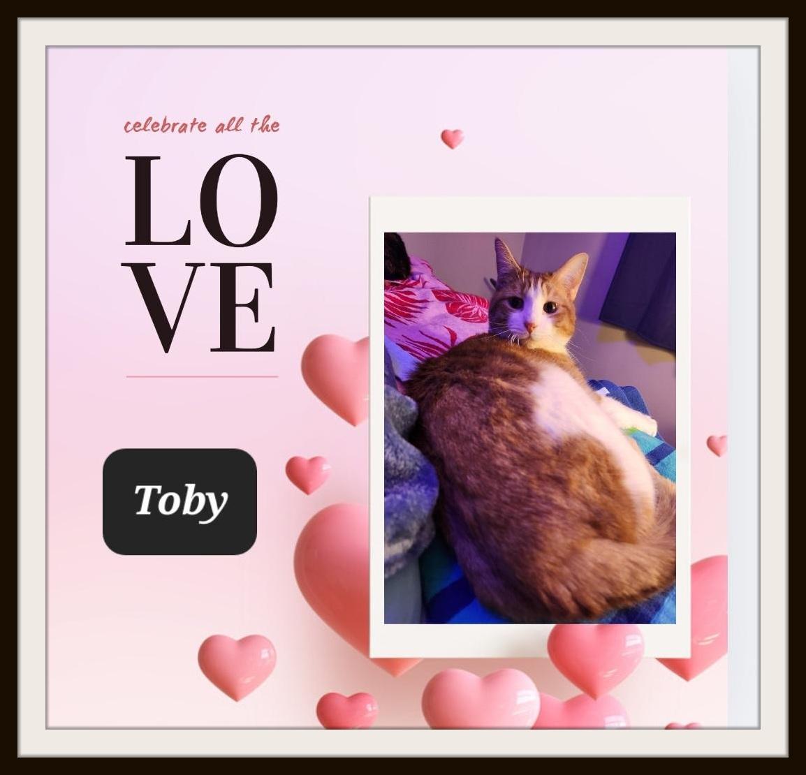 Toby - Warning - Petting may cause excessive cuddling & purring 4