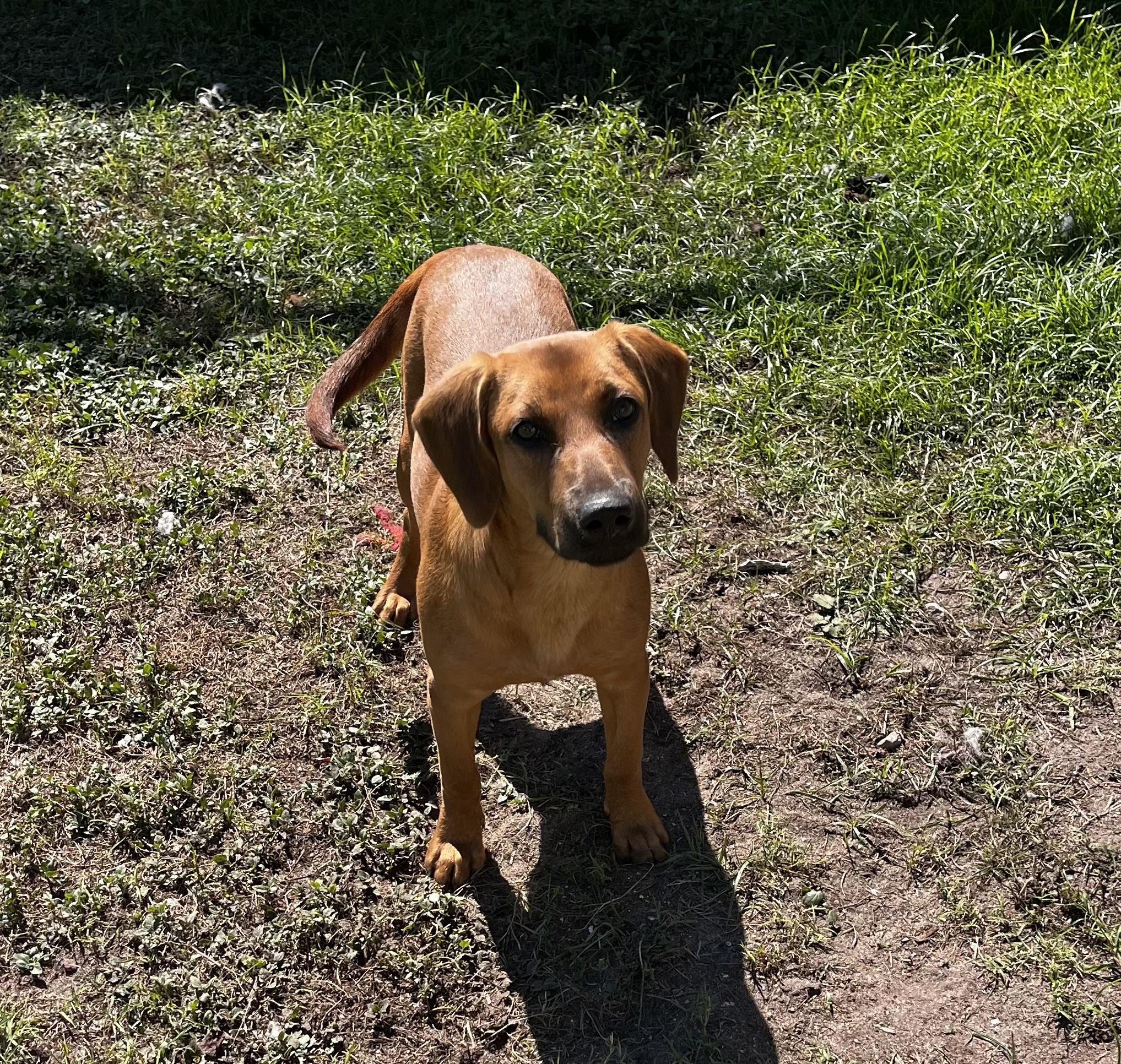 Wanda, Adoptable, Adult Female Coonhound.