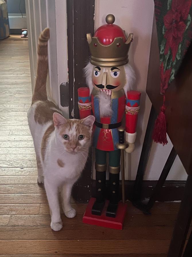 Taco ( Sweet & Gentle ), a Adoptable American Shorthair in Staten Island, NY image 6/6