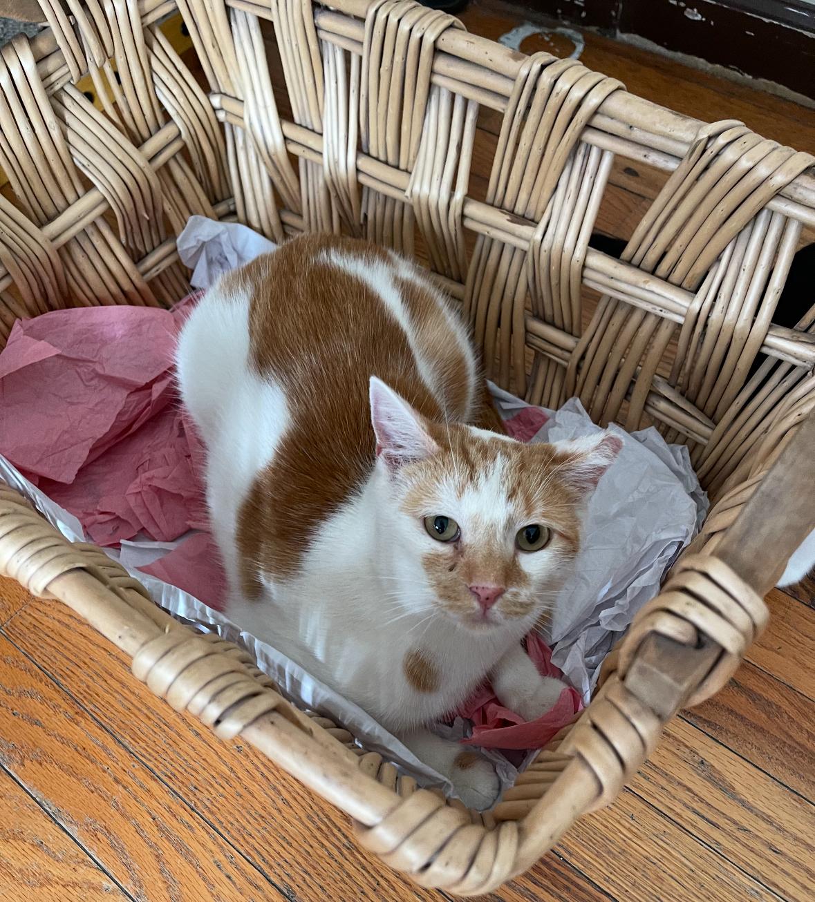 Taco ( Sweet & Gentle ), a Adoptable American Shorthair in Staten Island, NY image 2/6