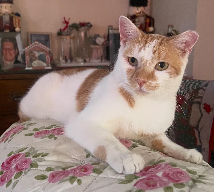 Taco ( Sweet & Gentle ), a Adoptable American Shorthair in Staten Island, NY image 1/6