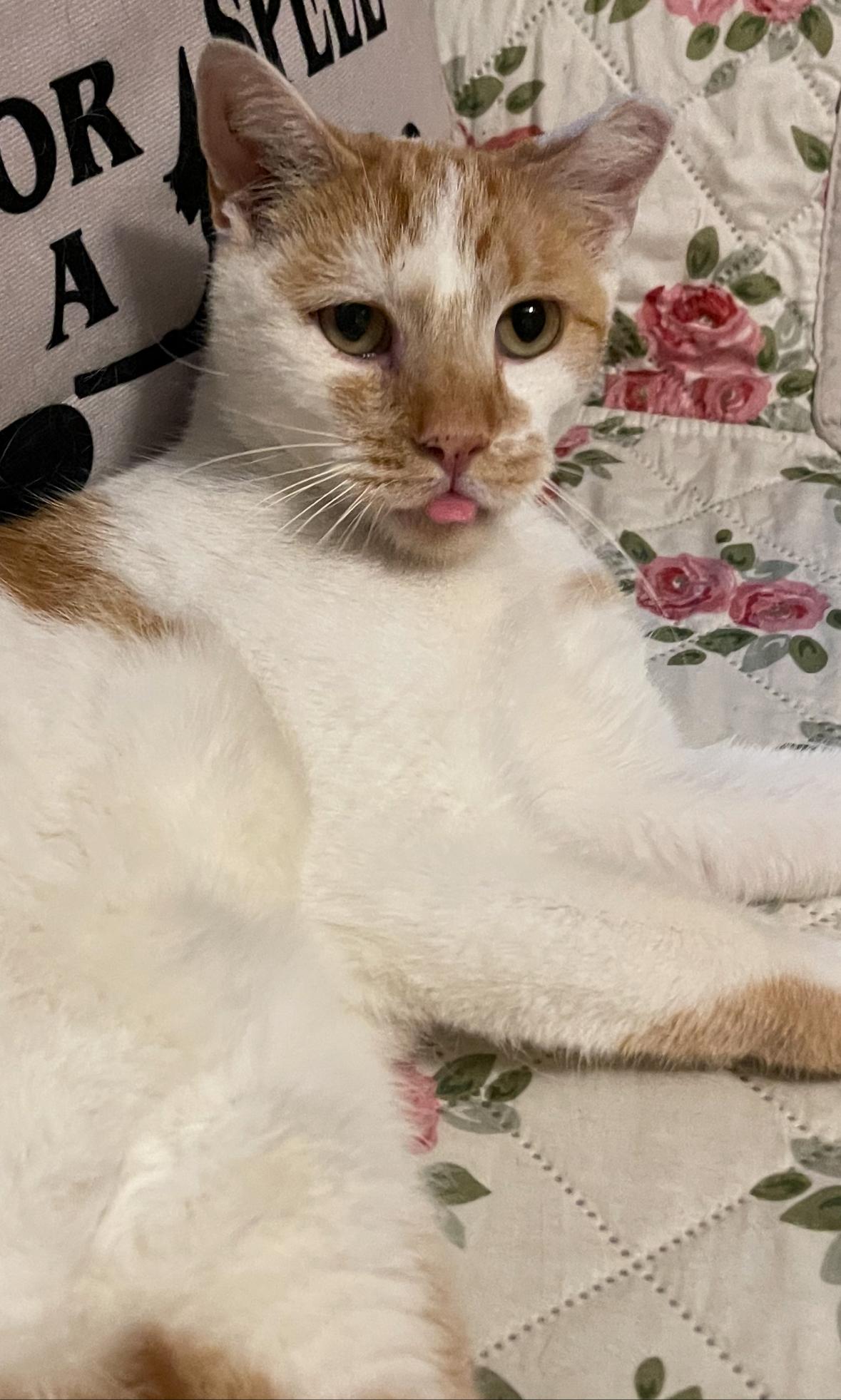 Taco ( Sweet & Gentle ), a Adoptable American Shorthair in Staten Island, NY image 4/6