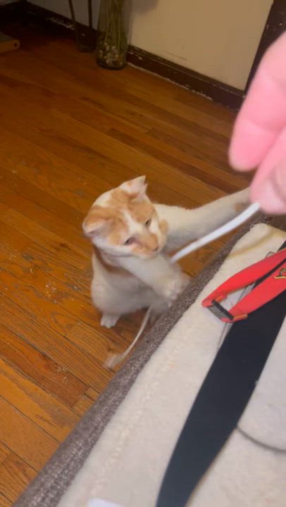 Enlarge Taco ( Sweet & Gentle ), a Adoptable American Shorthair in Staten Island, NY video 5/6