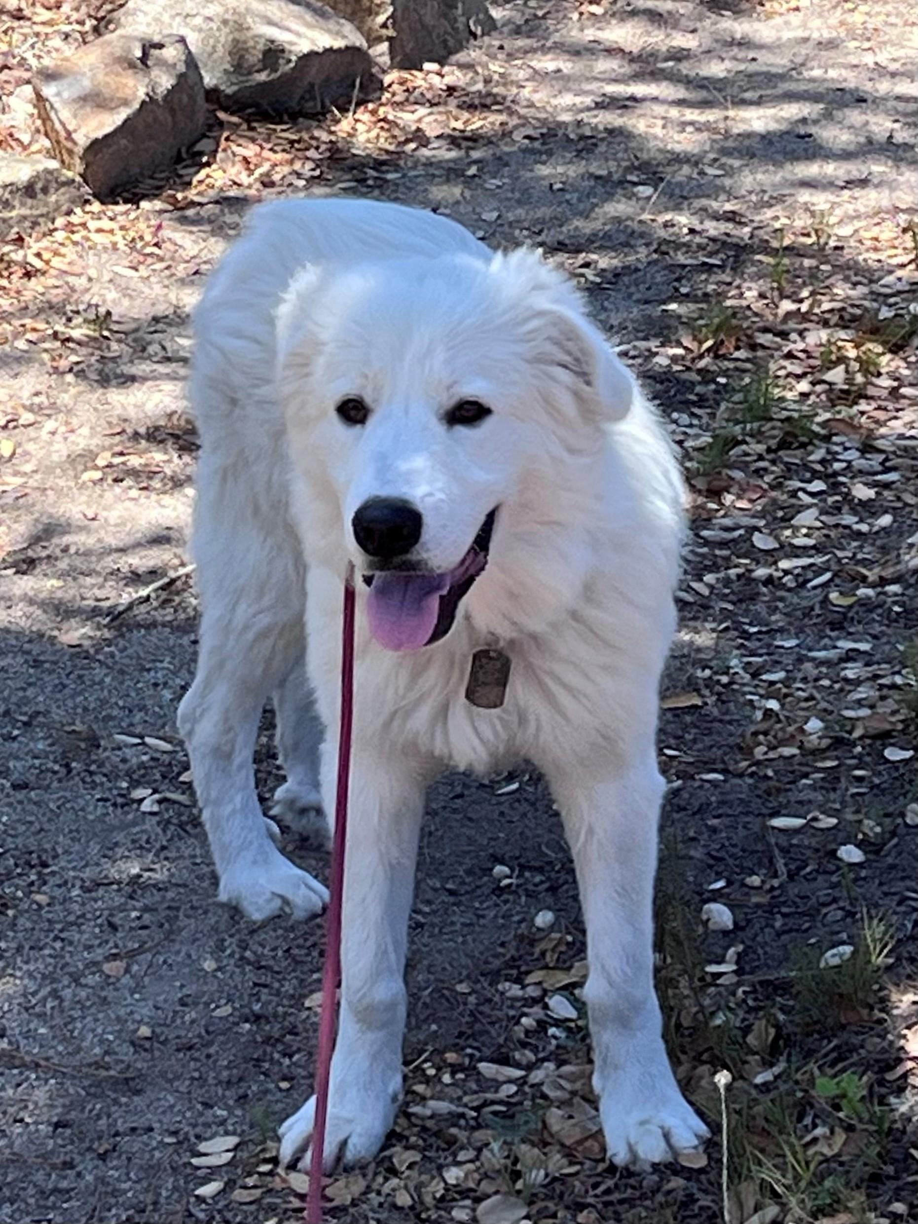 Enlarge BODHI, a Adoptable Great Pyrenees in Granite Bay, CA image 2/3