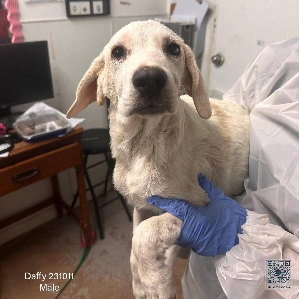 Daffy, Adoptable, Young Male Yellow Labrador Retriever & Mixed Breed.