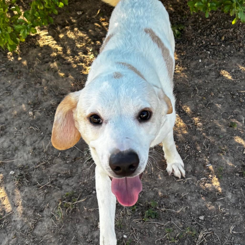 Daffy, a Adoptable mixed breed in Edinburg, TX image 2/3