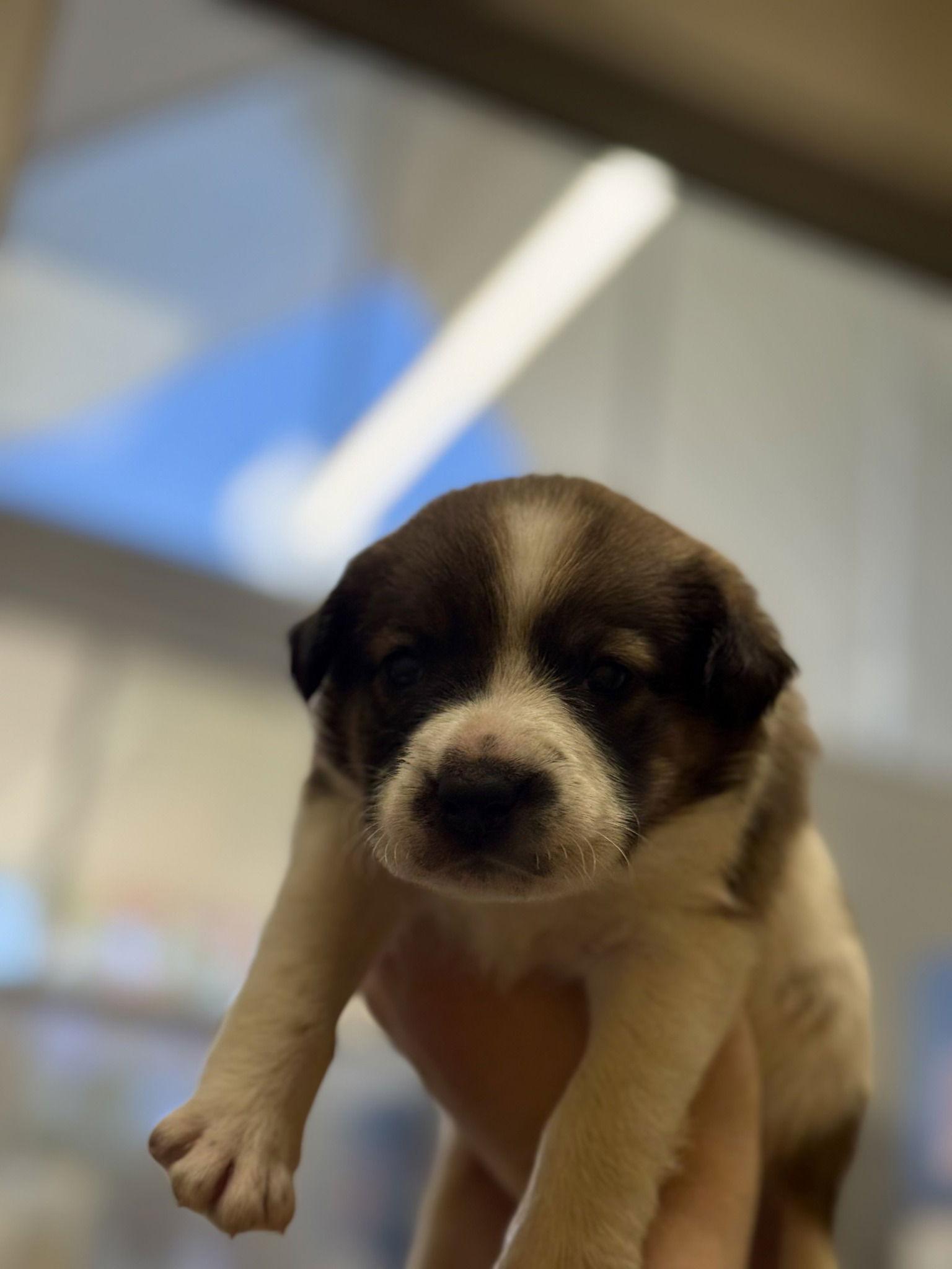 Enlarge Bluebell, a Adopted Mixed Breed in Rowlett, TX image 1/1