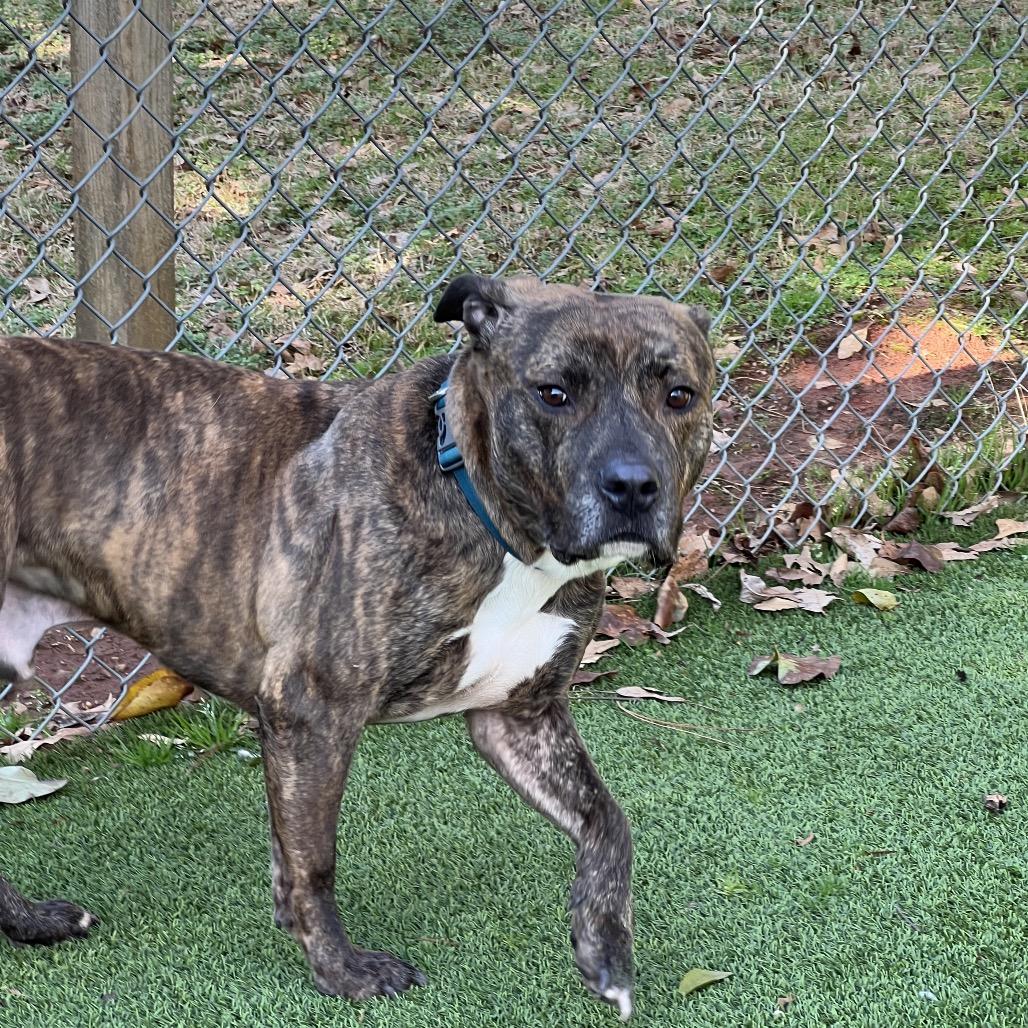 Saint, Adoptable, Adult Male Terrier & Mixed Breed.