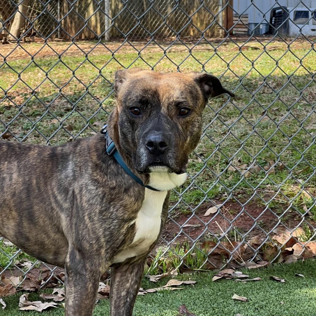 Enlarge Saint, a Adoptable mixed breed in Gainesville, GA image 2/6