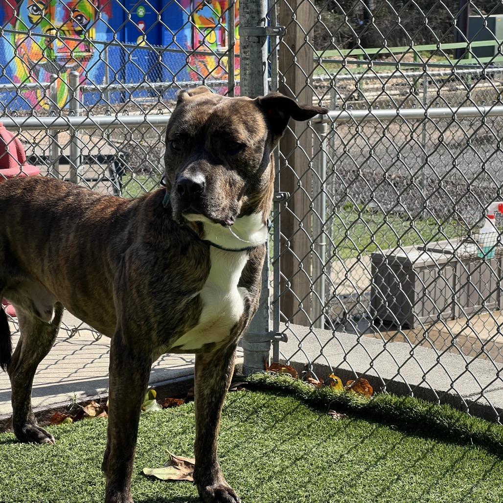 Enlarge Saint, a Adoptable mixed breed in Gainesville, GA image 3/6