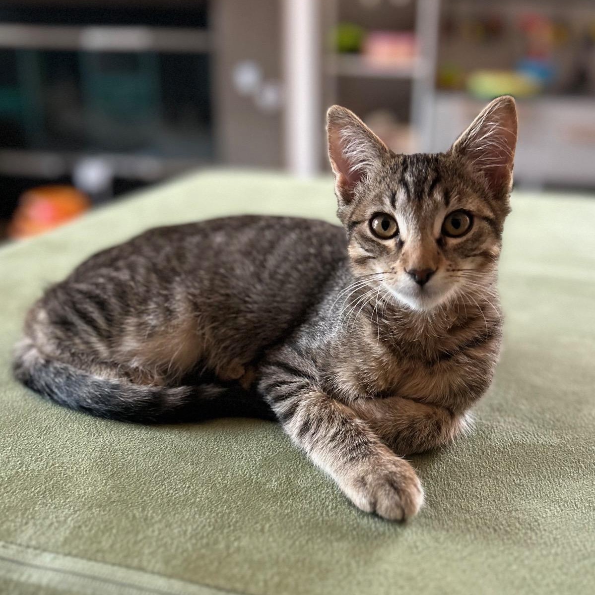 Greg, Adoptable, Kitten Male Domestic Short Hair.