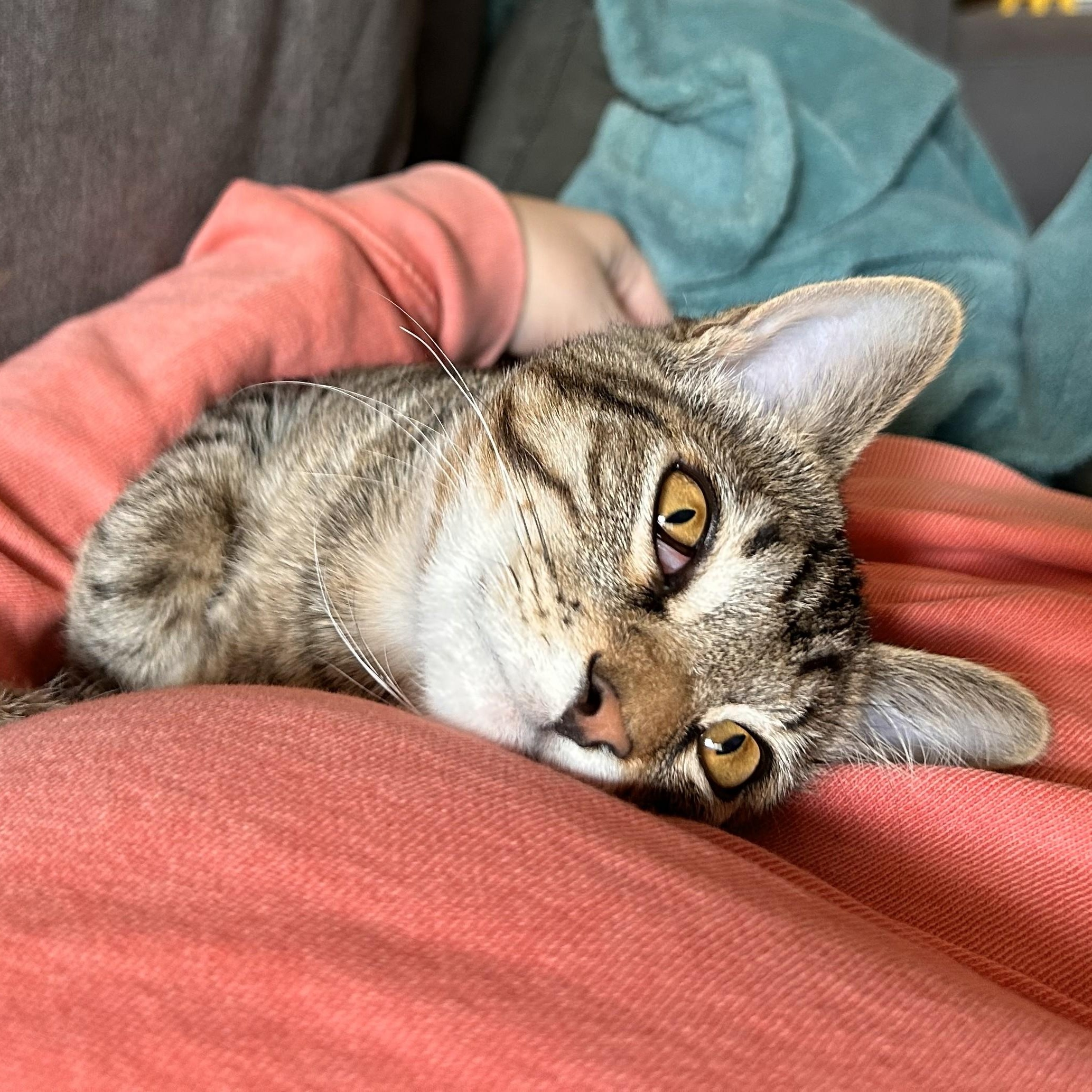 Enlarge Greg, a Adoptable Domestic Short Hair in Renton , WA image 2/6