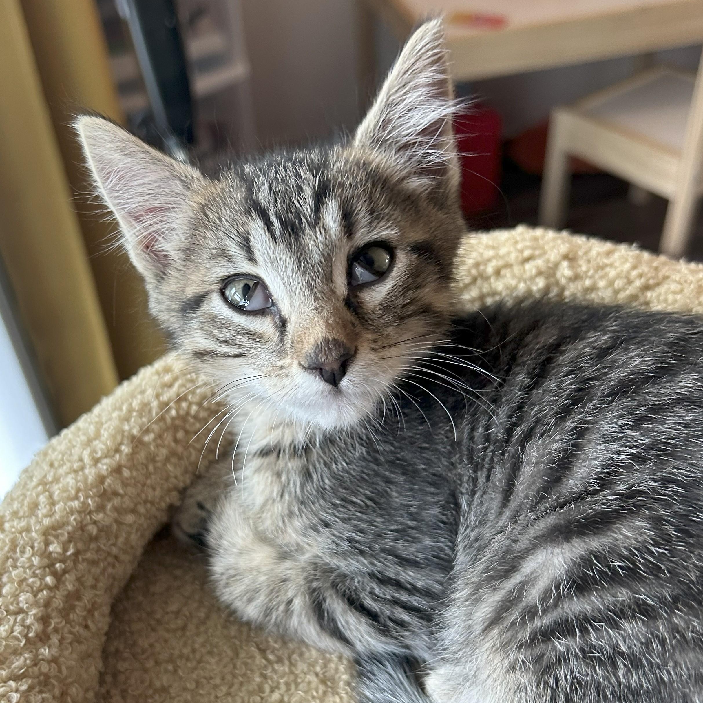 Enlarge Greg, a Adoptable Domestic Short Hair in Renton , WA image 3/6
