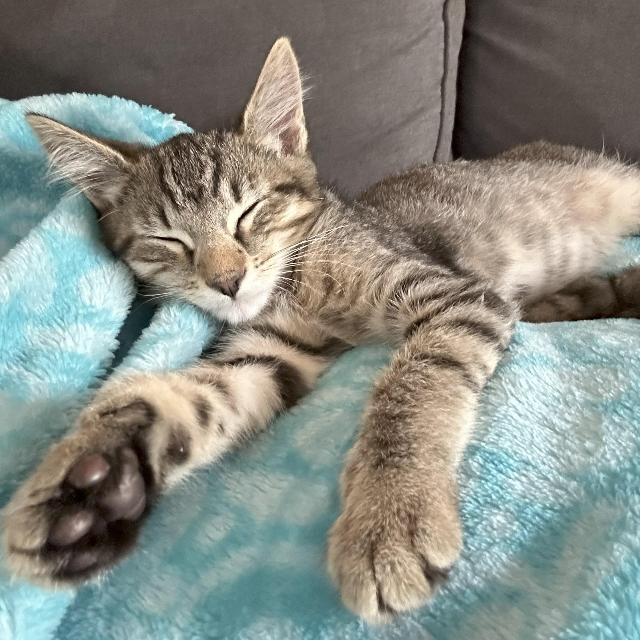 Enlarge Greg, a Adoptable Domestic Short Hair in Renton , WA image 4/6