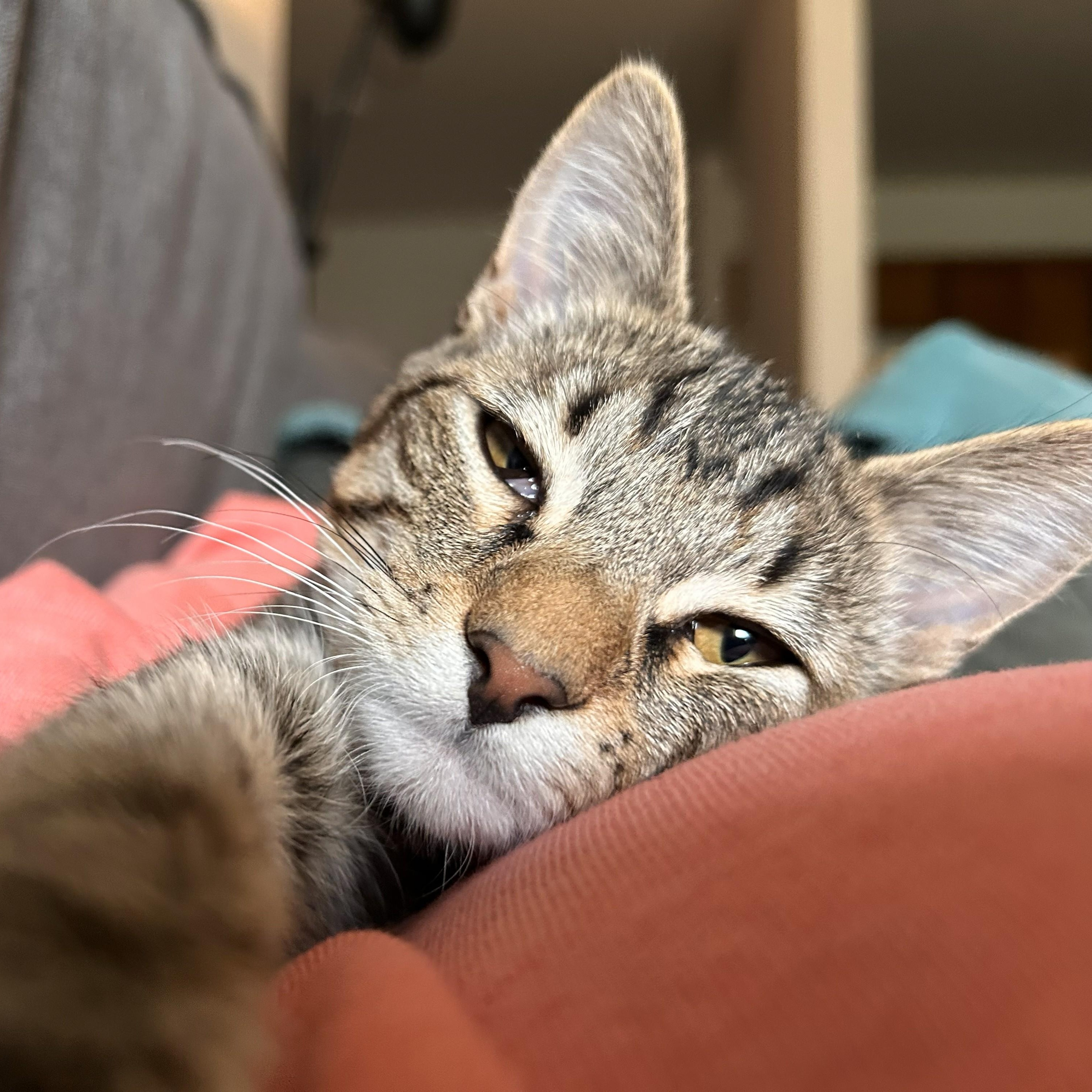 Enlarge Greg, a Adoptable Domestic Short Hair in Renton , WA image 5/6