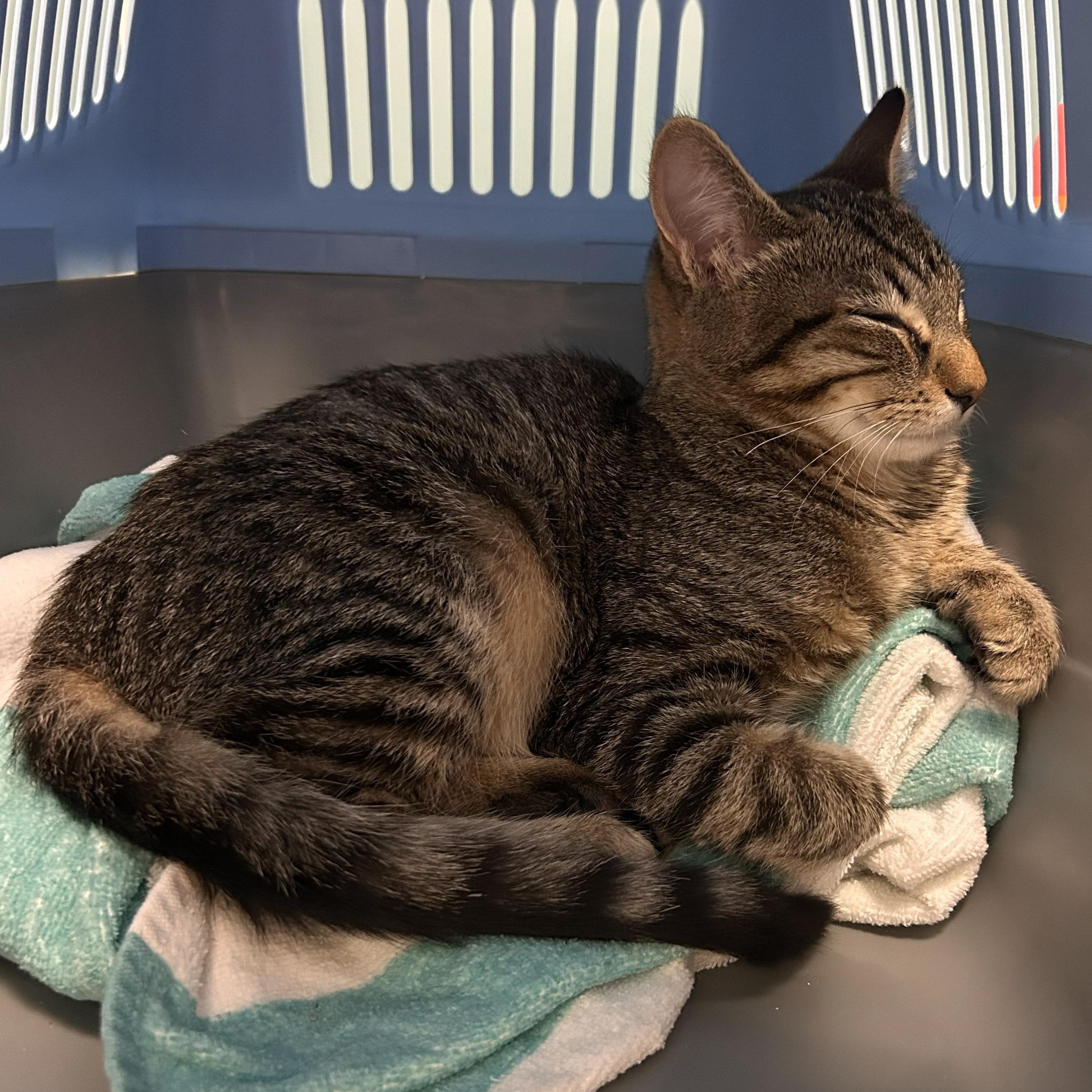 Enlarge Greg, a Adoptable Domestic Short Hair in Renton , WA image 6/6