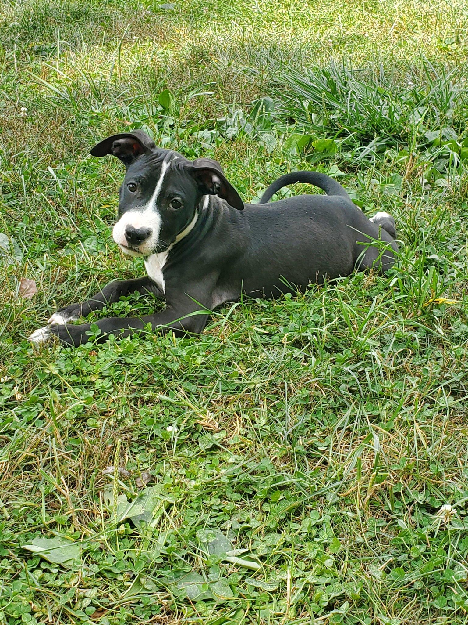 Pompom - Pre Adoption