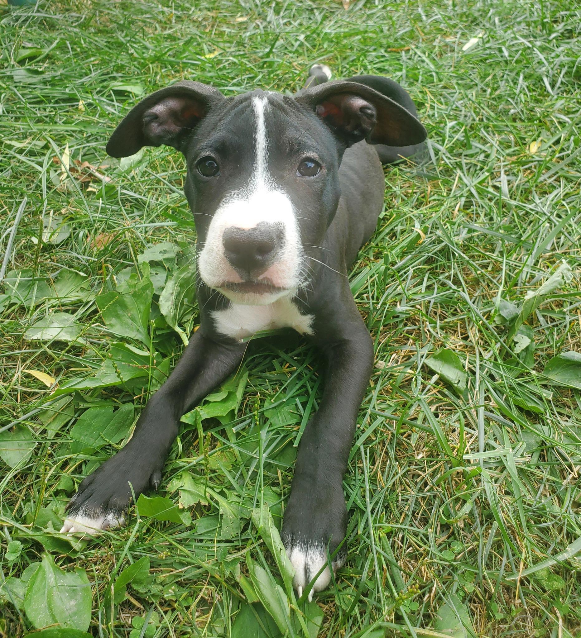 Pompom - Pre Adoption