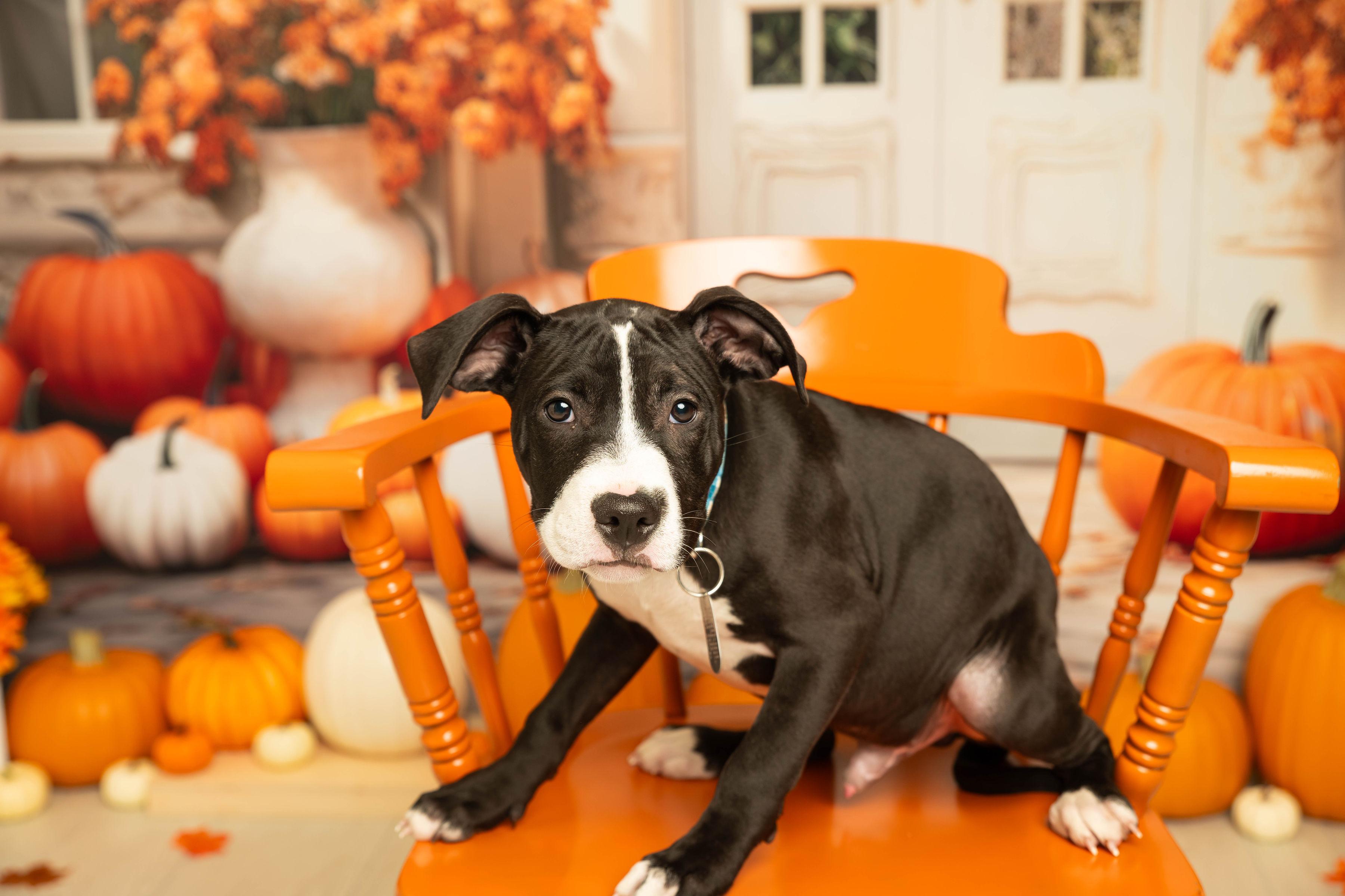 Pompom - Pre Adoption