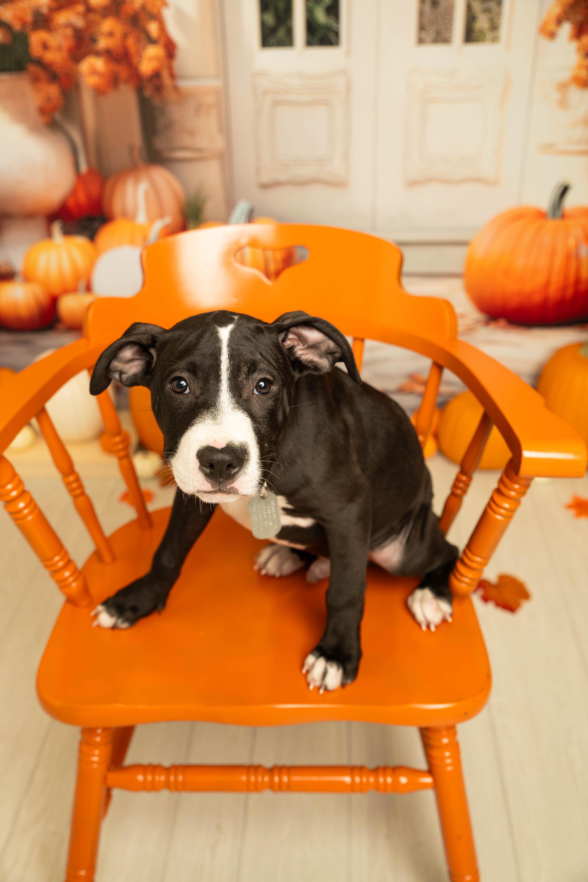 Pompom - Pre Adoption