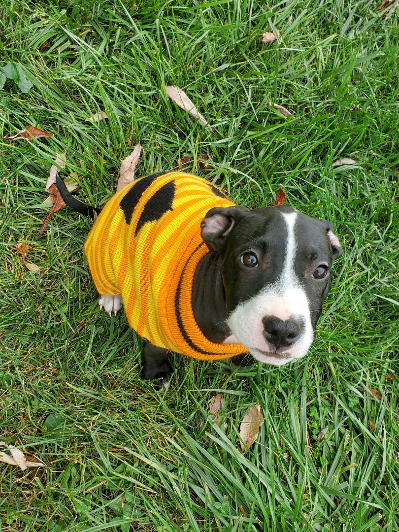 Pompom - Pre Adoption