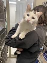 Enlarge Butterball, an adopted Domestic Short Hair in Whitby, ON image 1/2