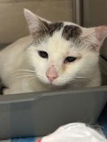 Enlarge Butterball, an adopted Domestic Short Hair in Whitby, ON image 2/2