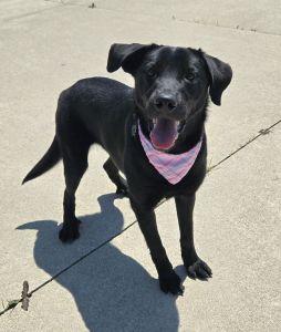 Butters, adopted, Young Female Labrador Retriever.