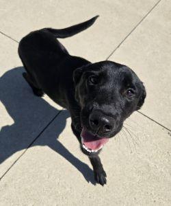 Butters, an adopted Labrador Retriever in Bucyrus, OH image 3/5
