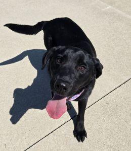 Butters, an adopted Labrador Retriever in Bucyrus, OH image 2/5