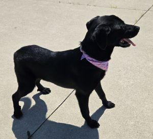 Butters, an adopted Labrador Retriever in Bucyrus, OH image 5/5