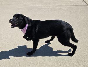 Butters, an adopted Labrador Retriever in Bucyrus, OH image 4/5