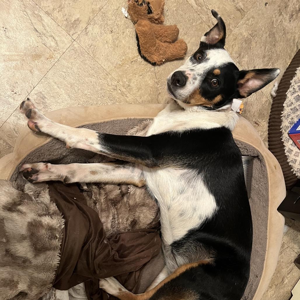 Enlarge Blackie Bailey, a Adoptable Mixed Breed in Brownsboro, AL image 1/5