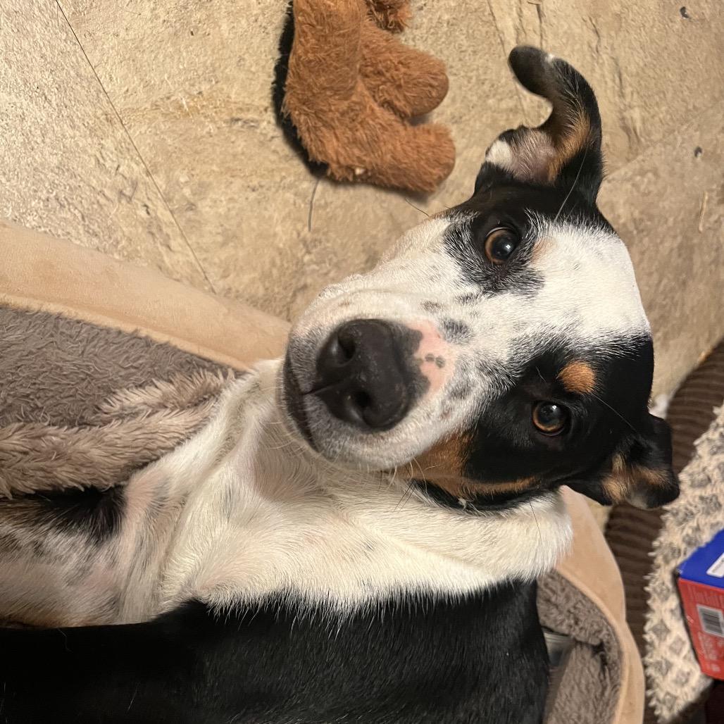 Enlarge Blackie Bailey, a Adoptable Mixed Breed in Brownsboro, AL image 2/5