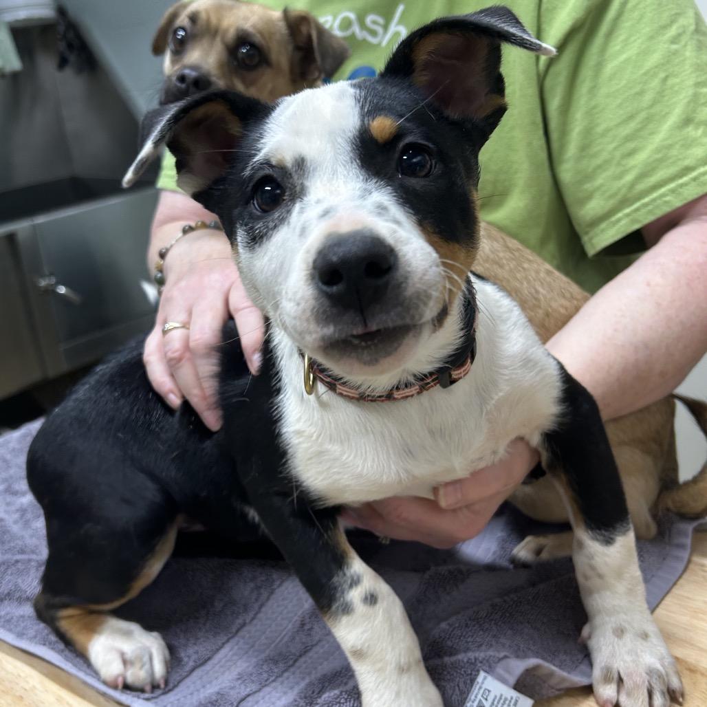 Enlarge Blackie Bailey, a Adoptable Mixed Breed in Brownsboro, AL image 4/5