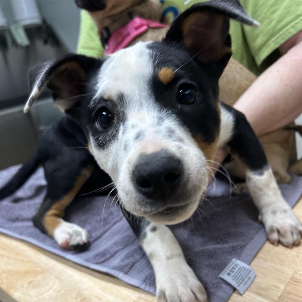 Enlarge Blackie Bailey, a Adoptable Mixed Breed in Brownsboro, AL image 5/5