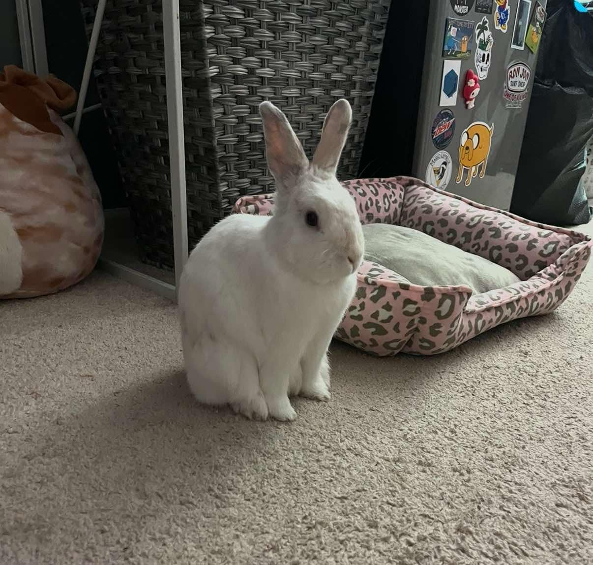 Coca-Cola, Young Female Lionhead