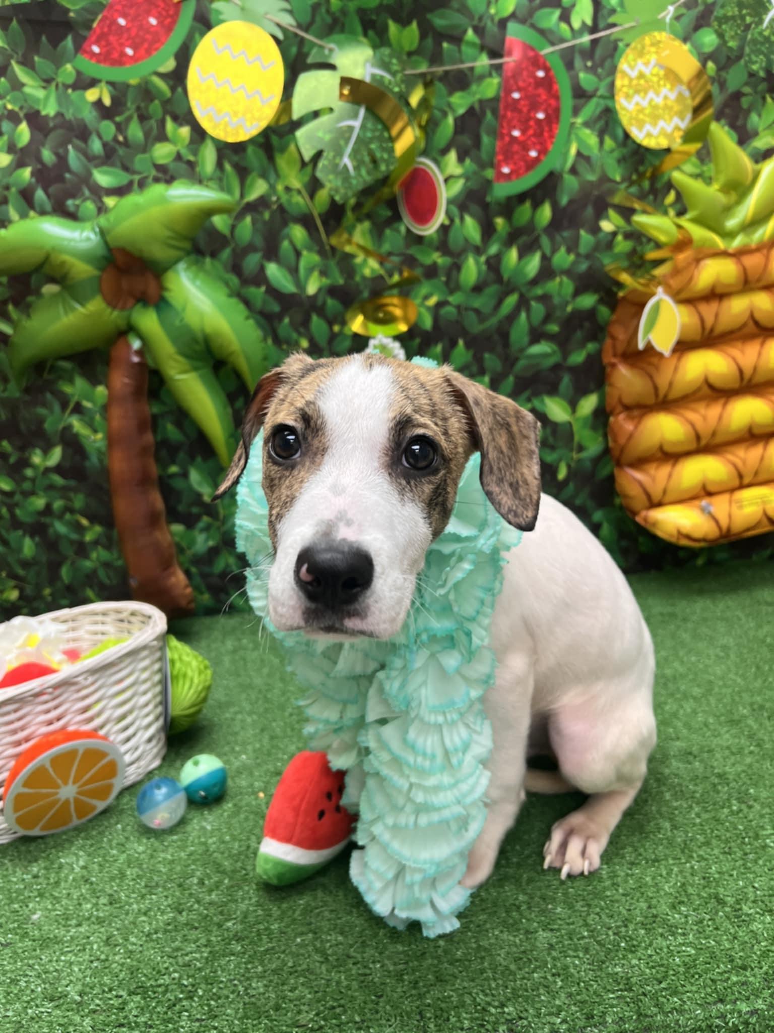 Kaden, Young Male Hound