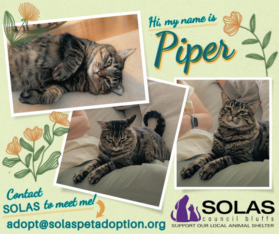 Enlarge Piper -- (mp), a Adoptable mixed breed in Council Bluffs, IA image 1/4
