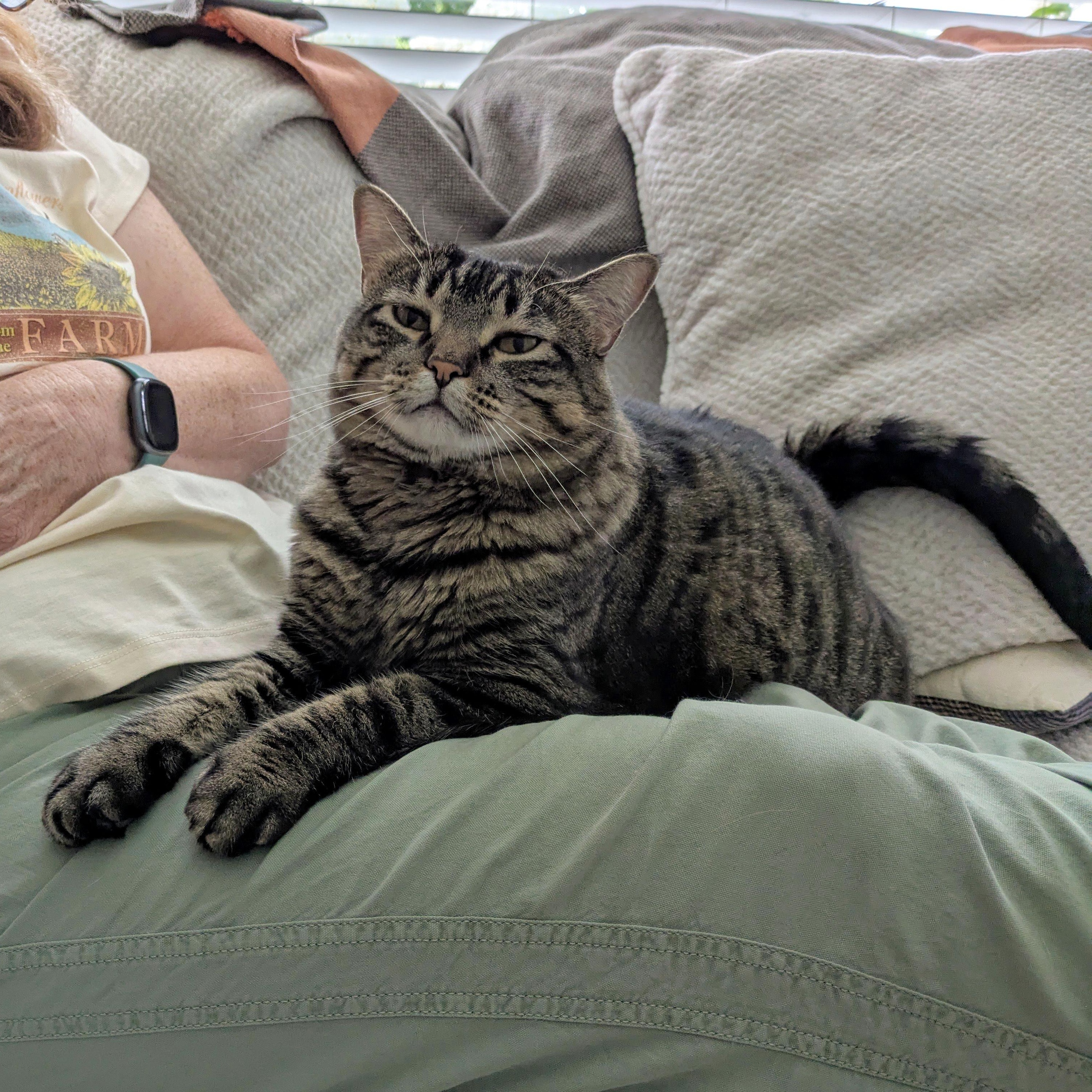 Enlarge Piper -- (mp), a Adoptable mixed breed in Council Bluffs, IA image 2/4