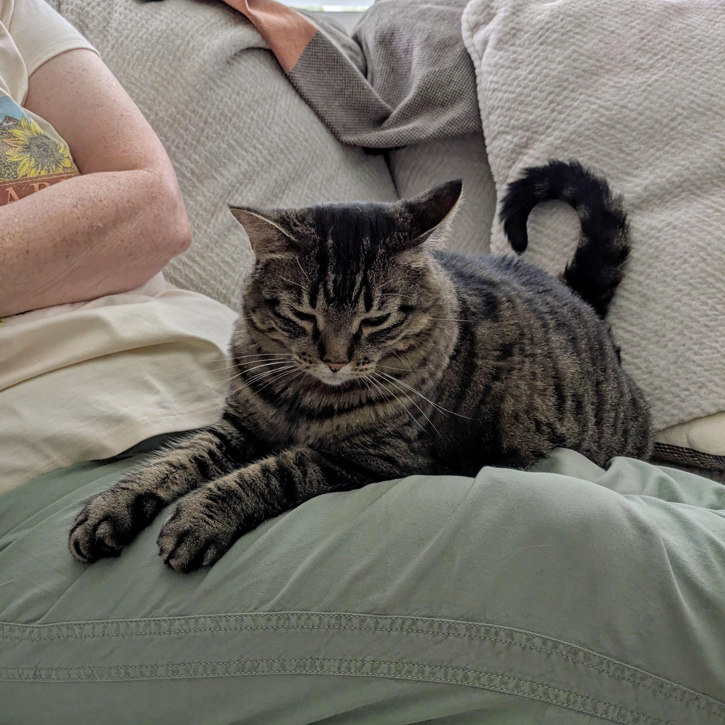 Enlarge Piper -- (mp), a Adoptable mixed breed in Council Bluffs, IA image 4/4