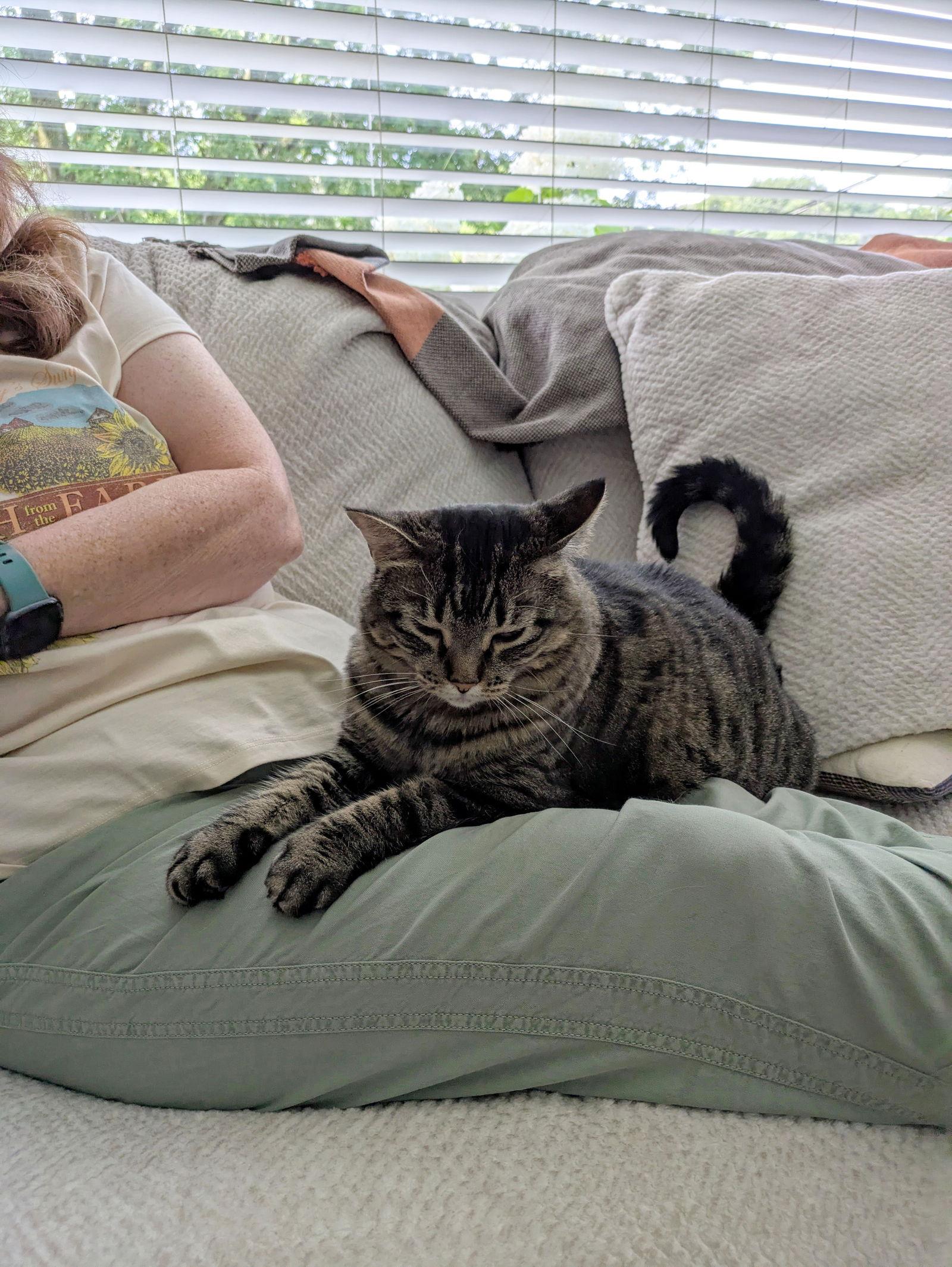 Enlarge Piper  --  (mp), a Adoptable mixed breed in Council Bluffs, IA image 2/3