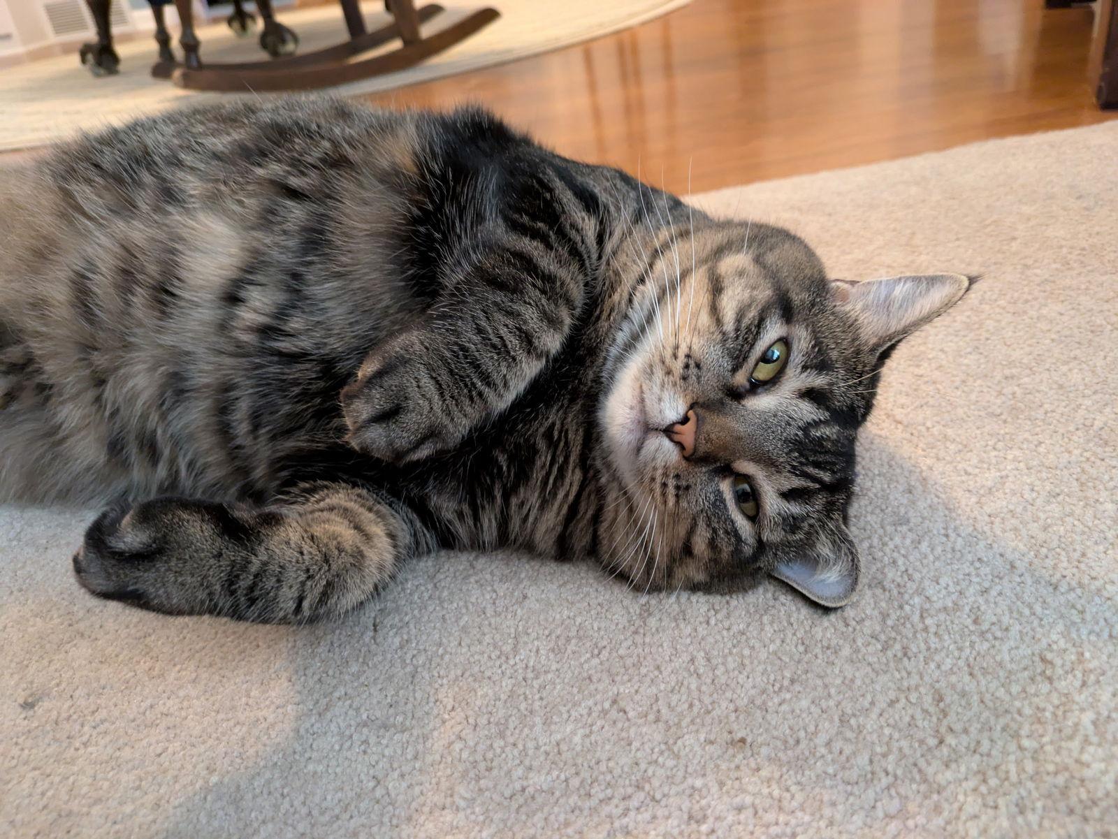 Enlarge Piper  --  (mp), a Adoptable mixed breed in Council Bluffs, IA image 3/3