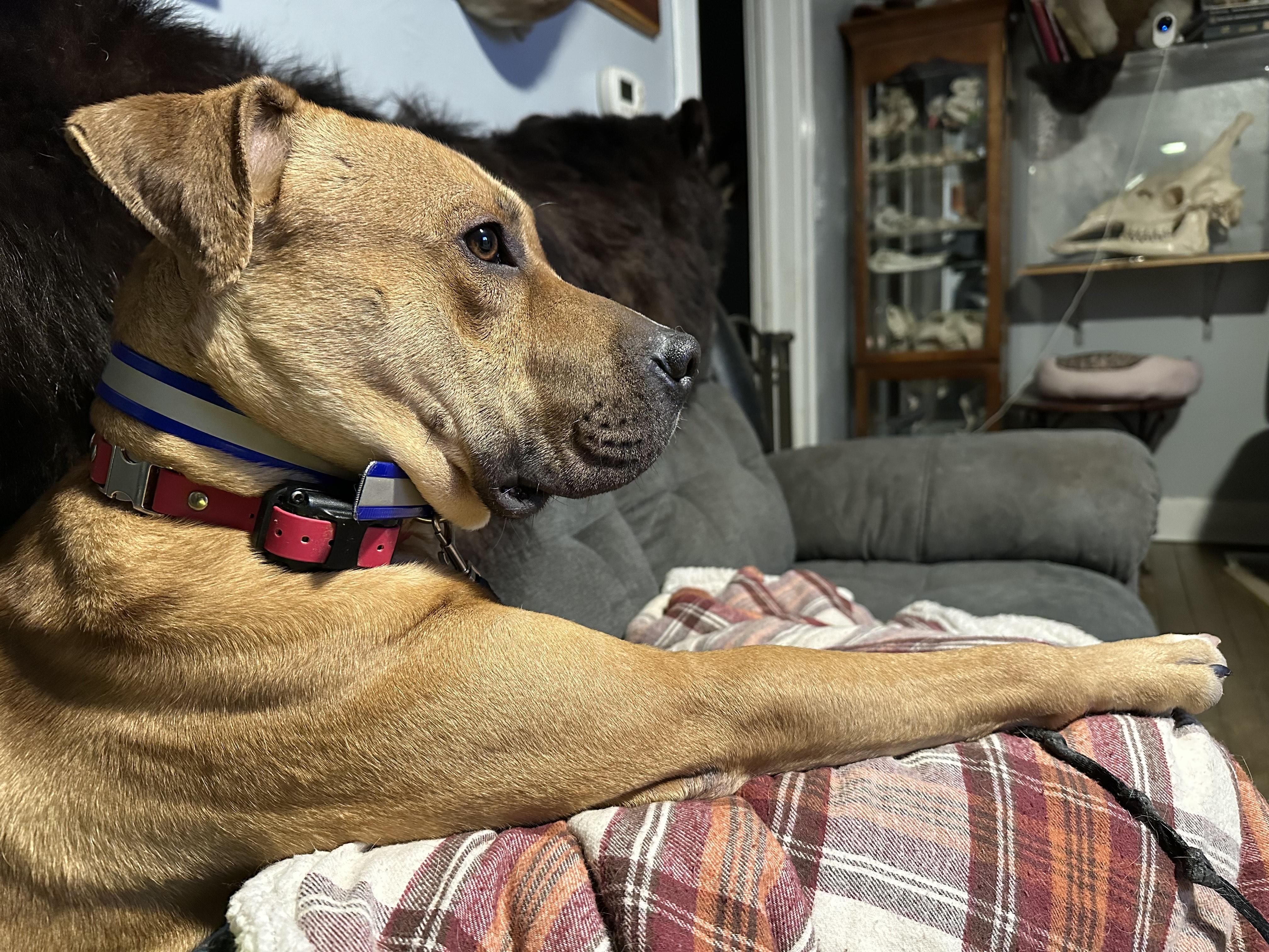 Enlarge Fritz, a ADOPTABLE mixed breed in Indianapolis, IN image 2/4