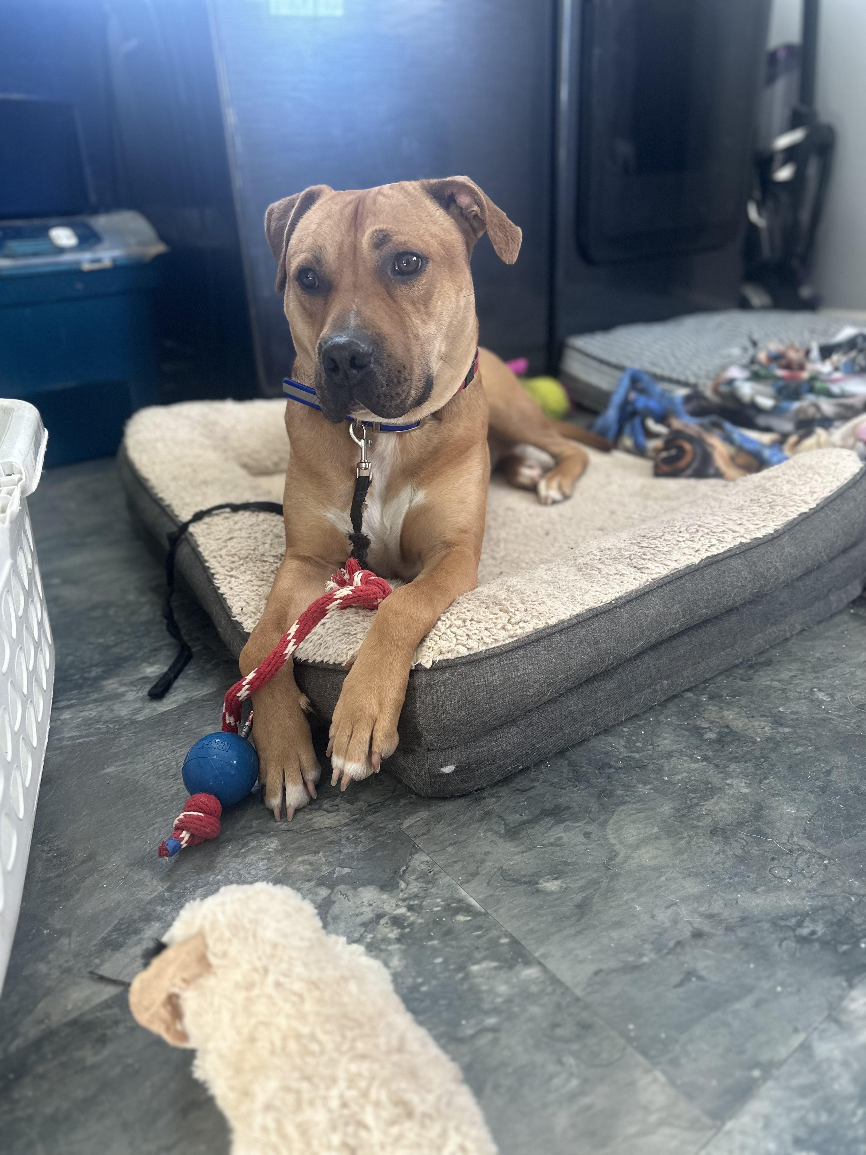 Enlarge Fritz, a ADOPTABLE mixed breed in Indianapolis, IN image 1/4